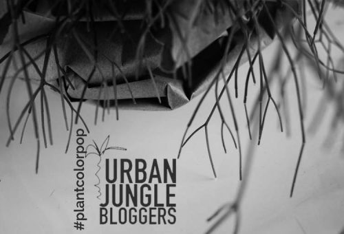 Urban Jungle Bloggers - Pop color Plant, colour bunt, Pflanze, grün knallig, frisch, lebendig, aktion Bloggeraktion,